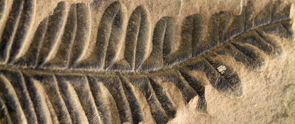 fossil fuels - fossilized fern leaf embedded in limestone