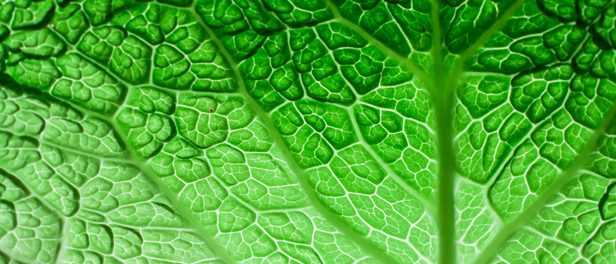 Green Leaf Portfolio